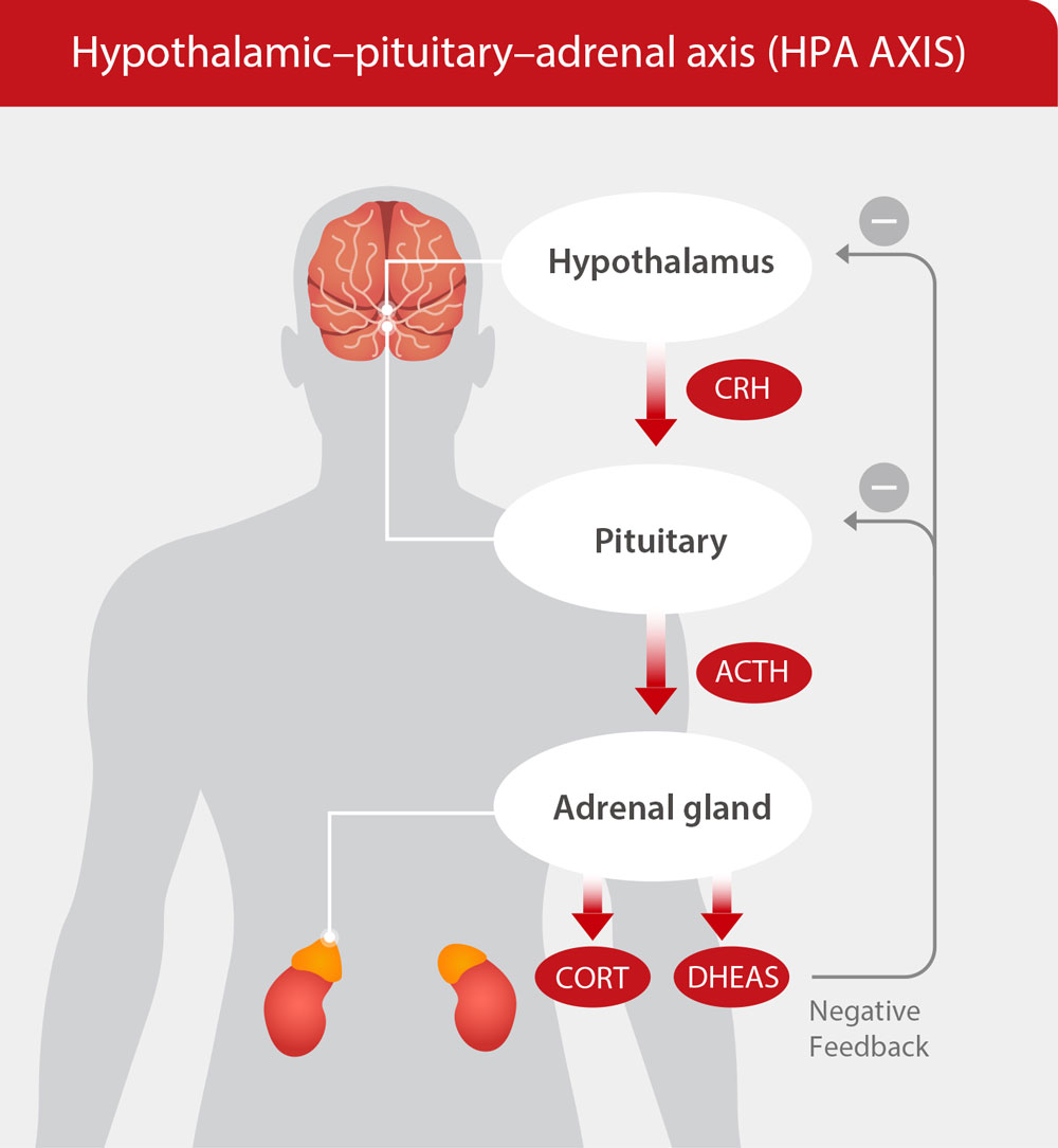 The HPA Axis Hormones 3 Noteworthy Biomarkers Mindray