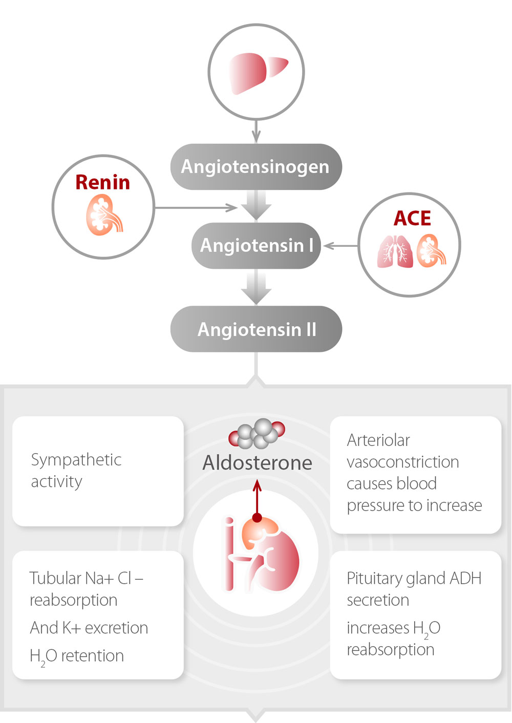 Aldosterone