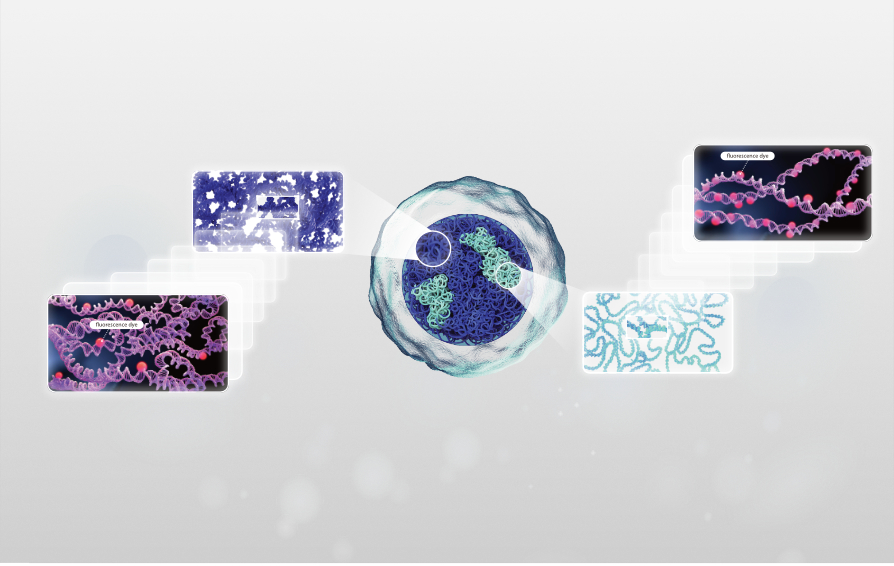 HMC Channel: Accurate Identification of Abnormal WBCs in Peripheral Blood key visual