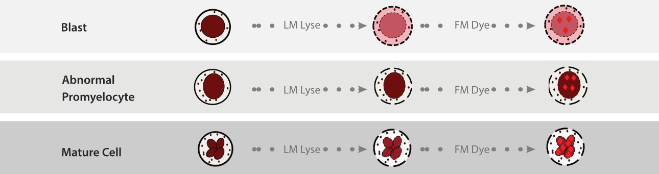 The mechanisms of LM Lyse and FM Dye