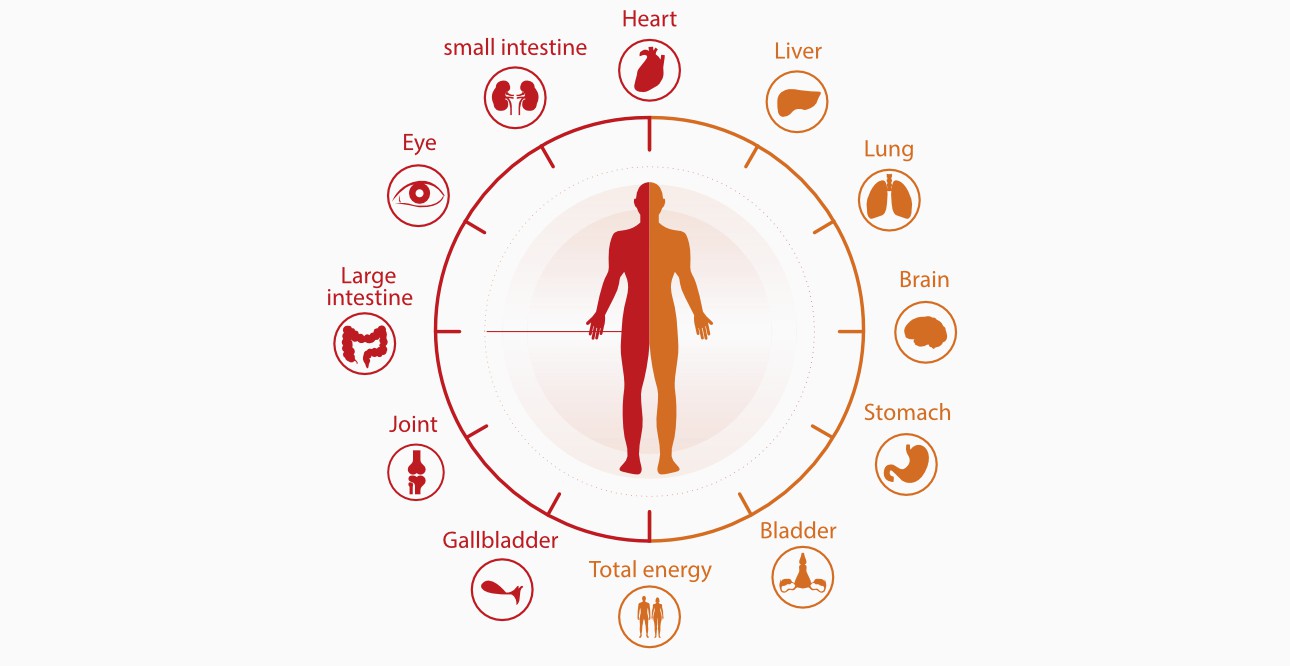 chrono-chemotherapy-fig2-pc