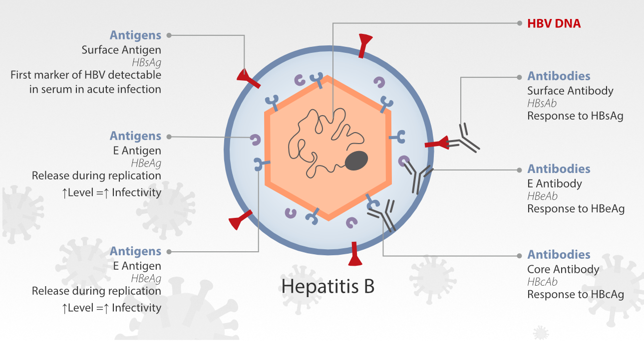 hepatitis-b-fig7-pc