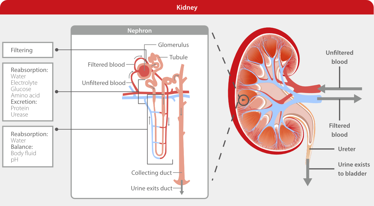 kidney-renal-disease-fig2-pc