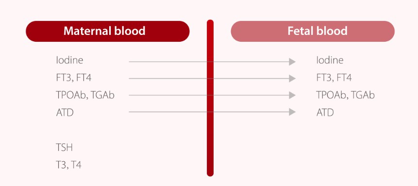Thyroid evaluation in pregnancy3