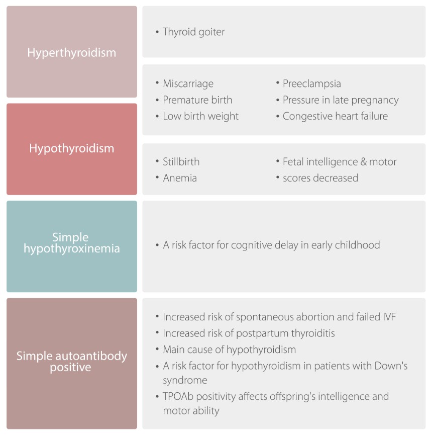Significance of thyroid function evaluation in pregnancy Mindray