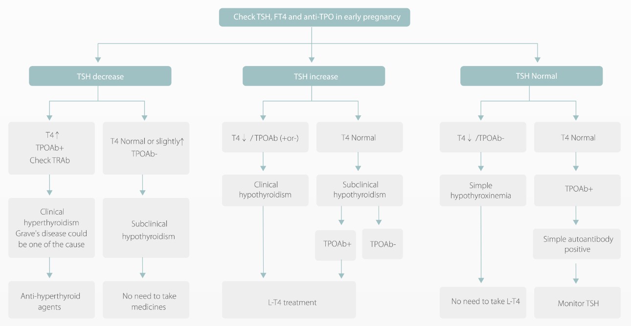 Significance of thyroid function evaluation in pregnancy Mindray