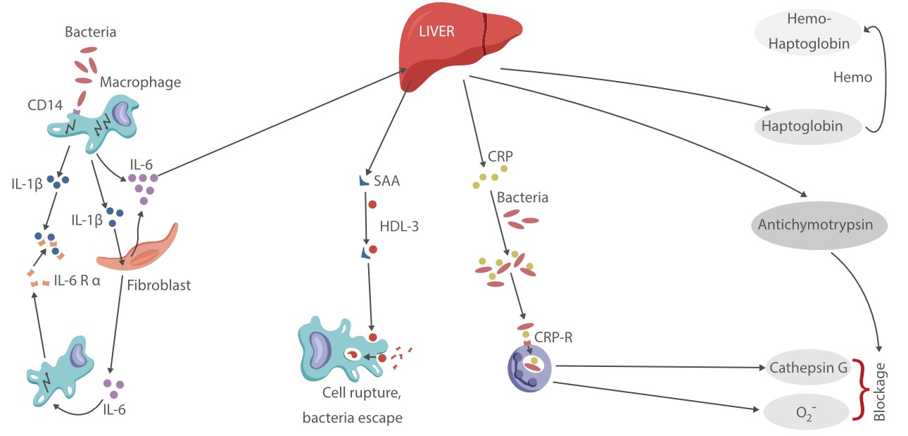 inflammation-solution-ips-fig4-pc