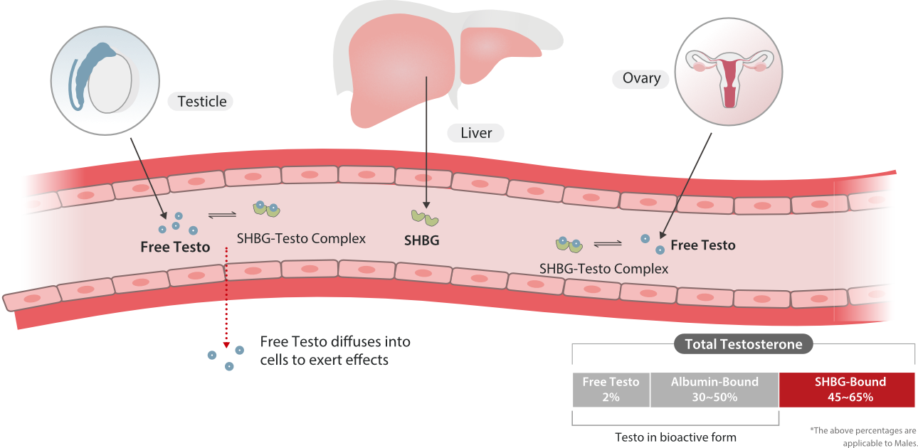 Testosterone and SHBG Regulation Mechanism in Blood Circulation