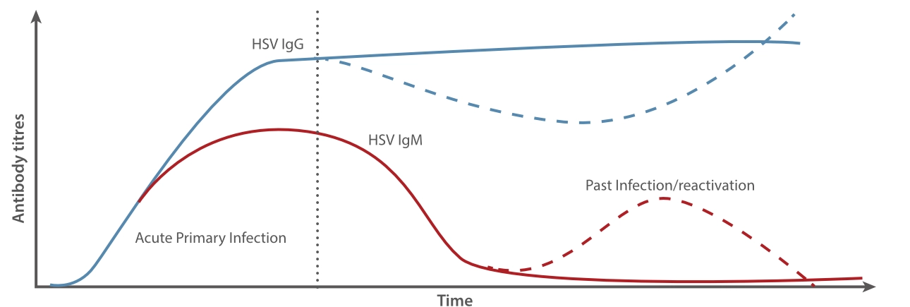 Serological changes of Herpes Simplex Virus in infection