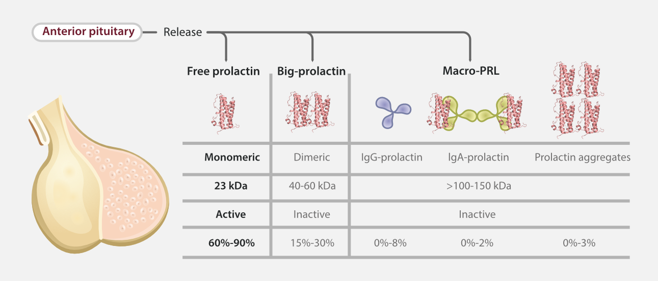 Diagram of prolactin forms released by the anterior pituitary, showing free prolactin, big-prolactin, and macro-prolactin with molecular weight, activity, and prevalence percentages