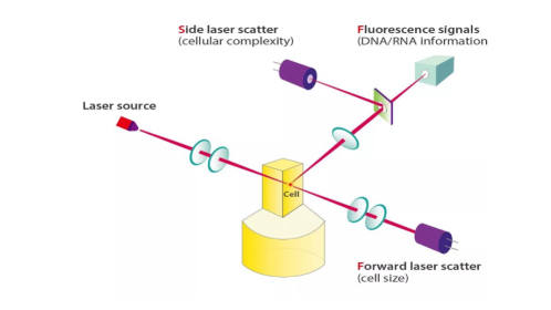 Mindray 3D SV Cube technology