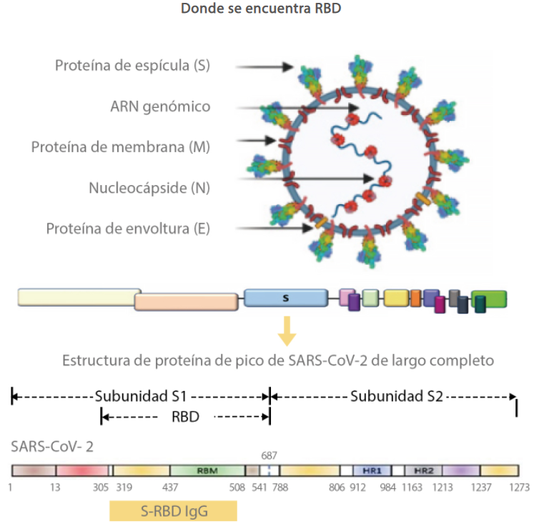 Detección De Inmunoensayo De Anticuerpos Neutralizantes Del Sars Cov 2 Detección De Inmunoensayo De Anticuerpos Neutralizantes Del Sars Cov 2