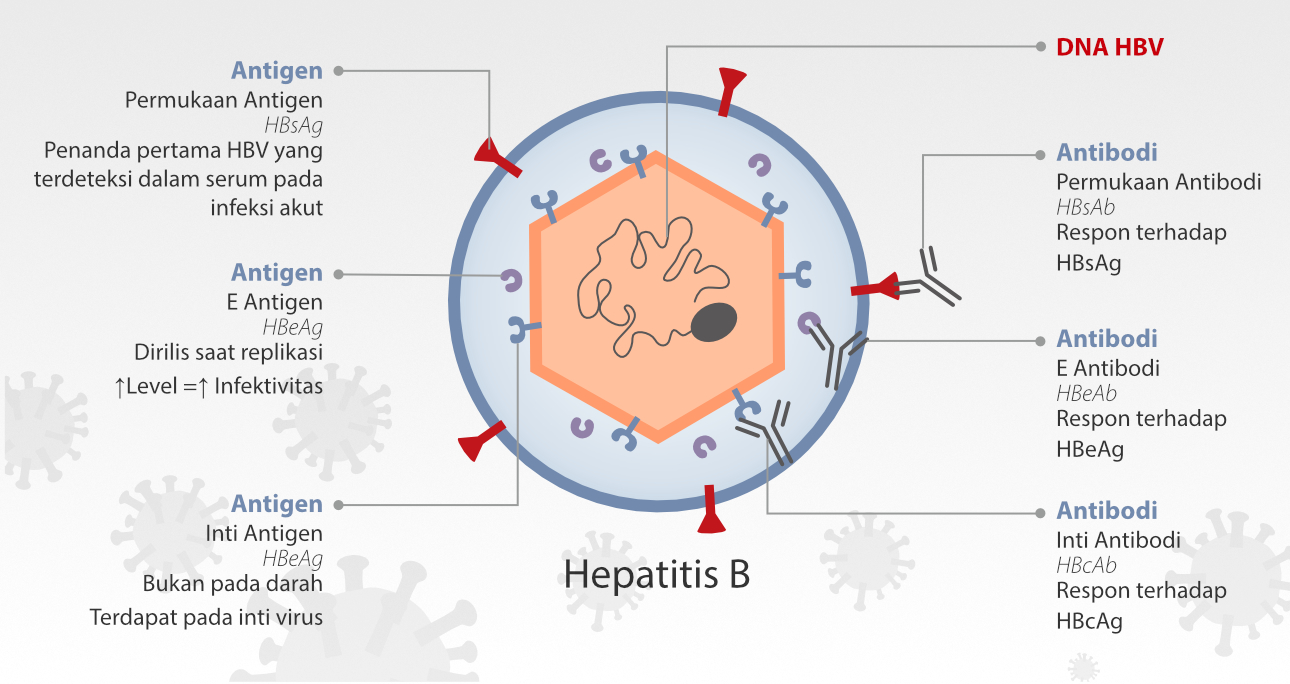 hepatitis-b-id-fig7-pc