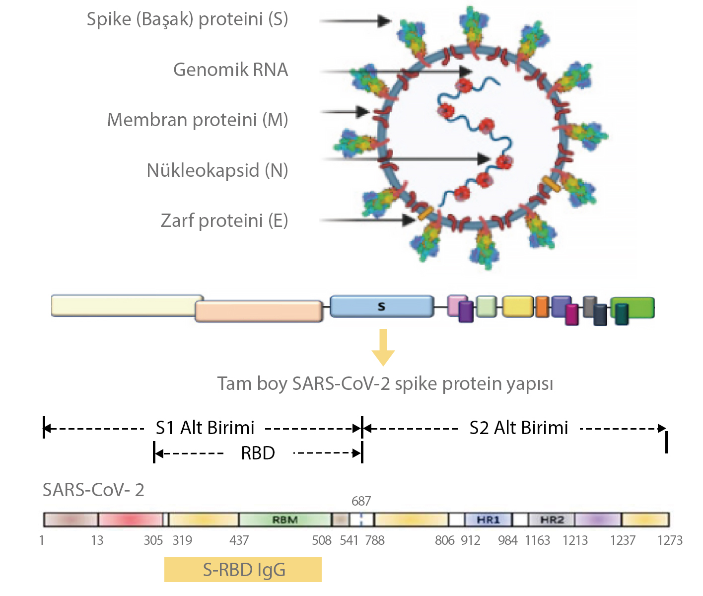 SARS-CoV-2 Nötralize Edici Antikorları İmmünoassay ile Saptama Bölüm 1 ...