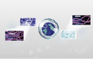 HemaBook Chapter 26: HMC Channel: Accurate Identification of Abnormal WBCs in Peripheral Blood