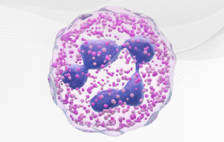 Hemabook Chapter 19: Have You Noticed Neutrophil Inclusions in the ...